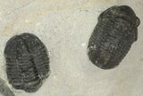 Cluster Of Fourteen Gerastos Trilobites - Mrakib, Morocco #186744-3